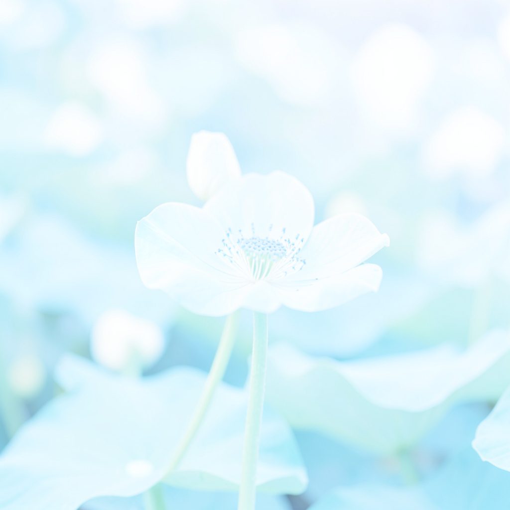 Photographie lumineuse aux tons crème et jaune pâle d'un lotus stylisé sur fond clair, évoquant la médecine énergétique traditionnelle chinoise dans une atmosphère douce et épurée